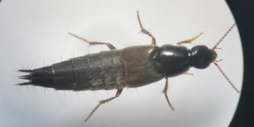 Réf. 279 203 : Quedius sp.
